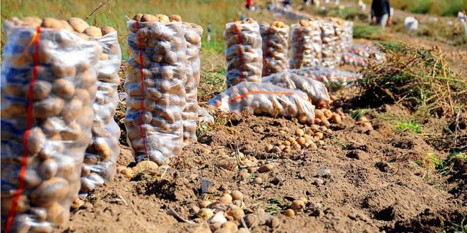 Hasat patates fiyatını düşürecek