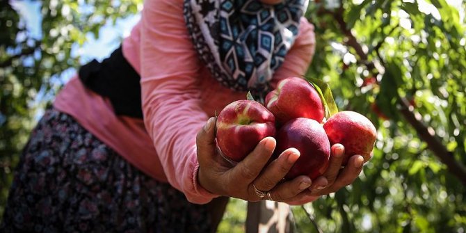 Şeftalide bu yıl rekolte ve kalite iyi