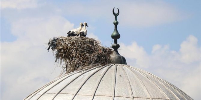 Leylekler cami kubbelerini mesken tuttu