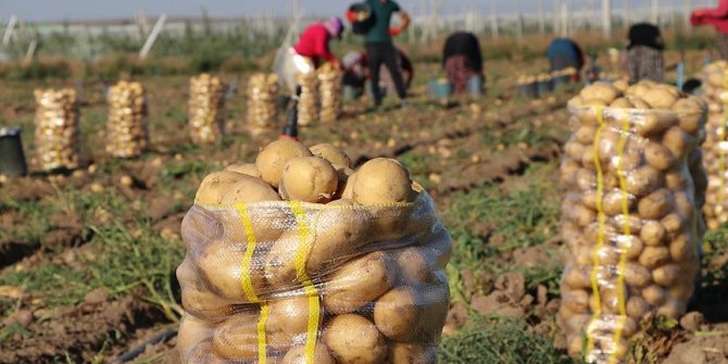 Patates fiyatına 'yazlık hasat' freni