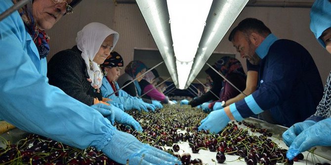 Amasya kirazı 10 ülkede ağızları tatlandırıyor