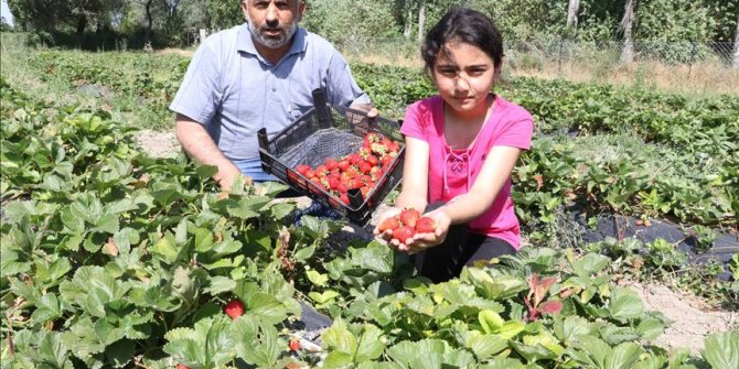 Çilek üreterek göçü engellemeye çalışıyor