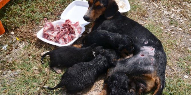 Köpek yavruları yaralı annelerinin başından ayrılmadı