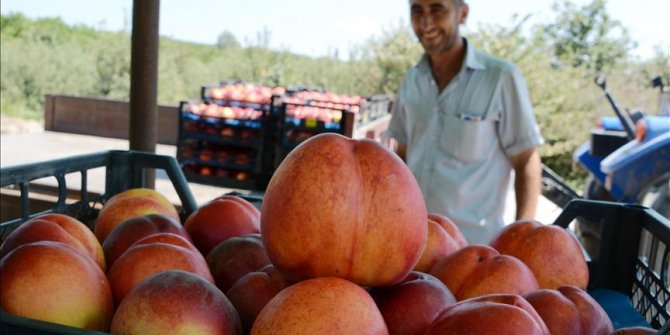 Rusya'ya meyve sebze ihracatında şeftali ilk sırada