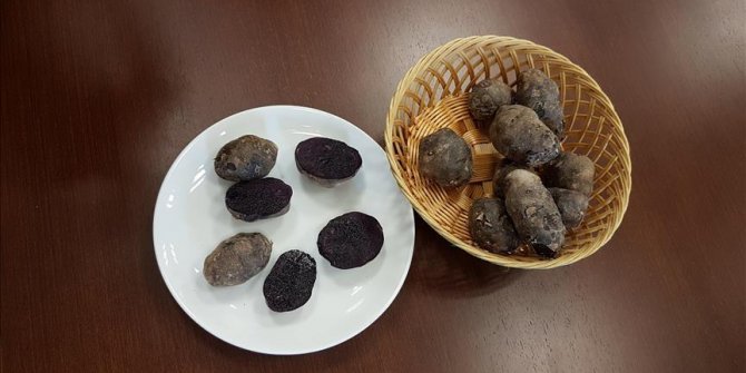 Niğde'de 'mor patates' üretildi