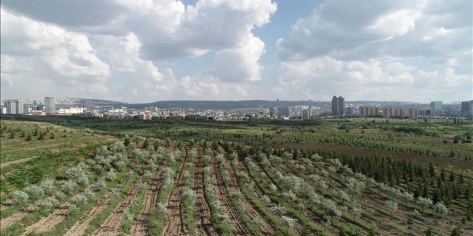 Hükümlüler 700 binin üzerinde fidan dikti