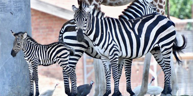 İzmir Doğal Yaşam Parkı'nda yavru zebra sevinci