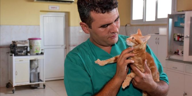 Yürüyen merdivende yaralanan kedi yavrusu sağlığına kavuştu