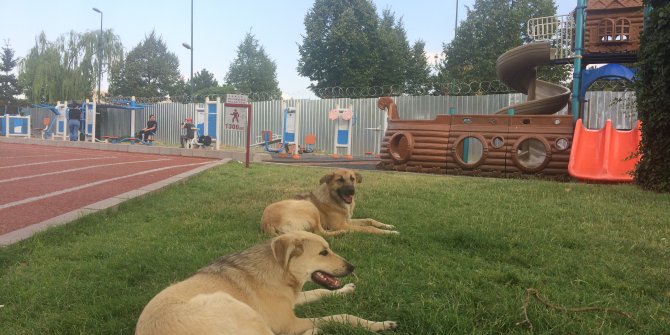 Etlik'te başıboş köpekler parklarda oturan vatandaşlara saldırıyor