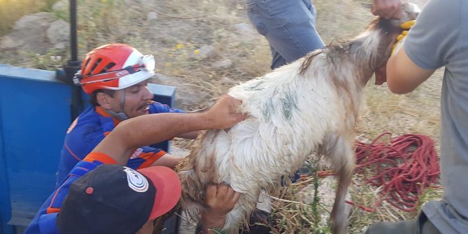 Sulama borusuna sıkışan keçi AFAD tarafından kurtarıldı