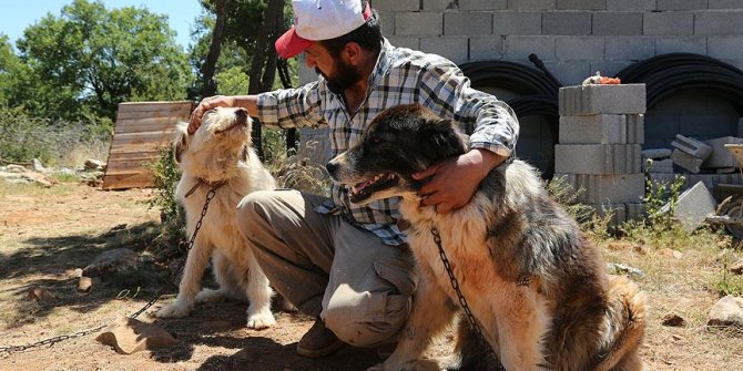 Sokak hayvanlarını korumada "e-pati dönemi"