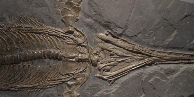 Çin'de 174 milyon yıllık dinozor fosili bulundu