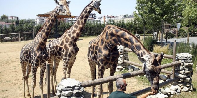 Zürafalara baba şefkatiyle bakıyor