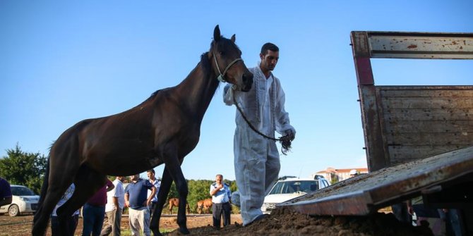 Adalar'daki karantina en çok atları etkiledi