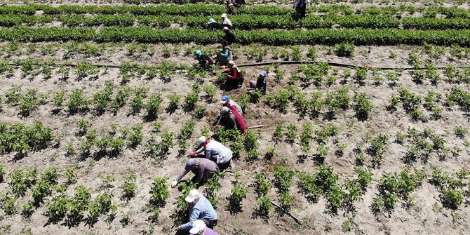 Fidanlar kadınların elinde hayat buluyor