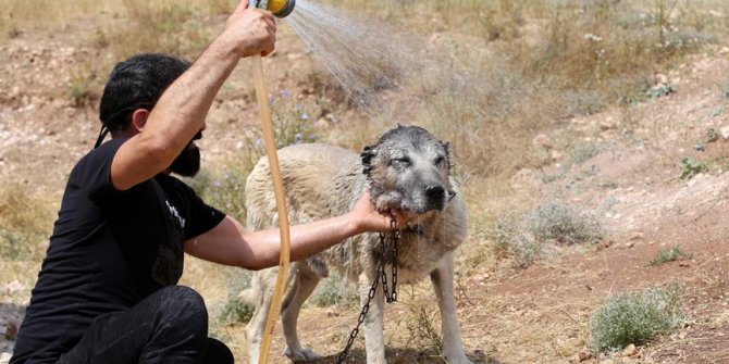 Sivas Kangalları'nın soğuk duş keyfi