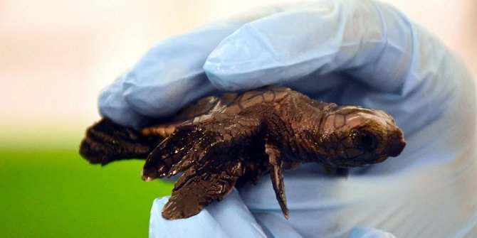 Üç yüzgeçli caretta yavrusu korumaya alındı