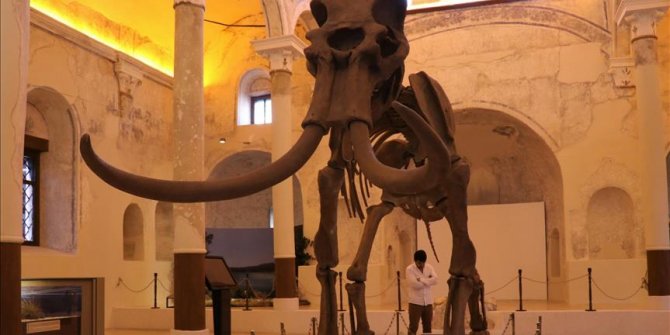 'Güney fili' fosili tüm parçalarıyla tamamlanmayı bekliyor