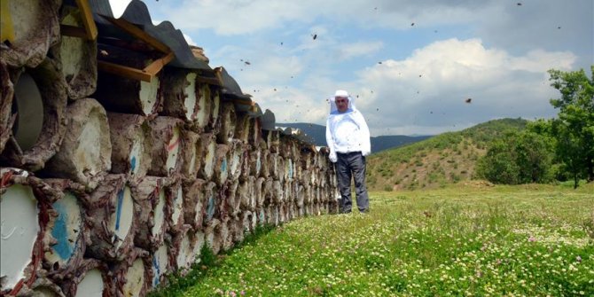 Çam balında hedef 50 milyon dolarlık ihracat