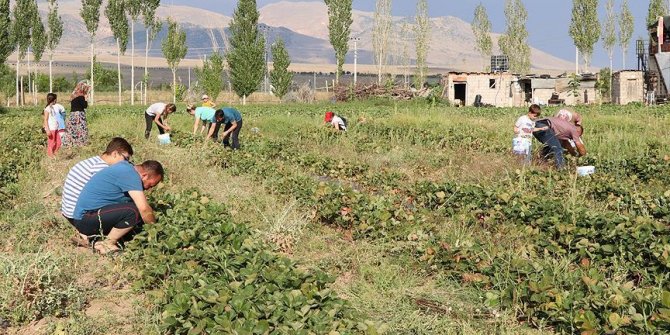 Bu tarlada ürünleri müşteriler topluyor