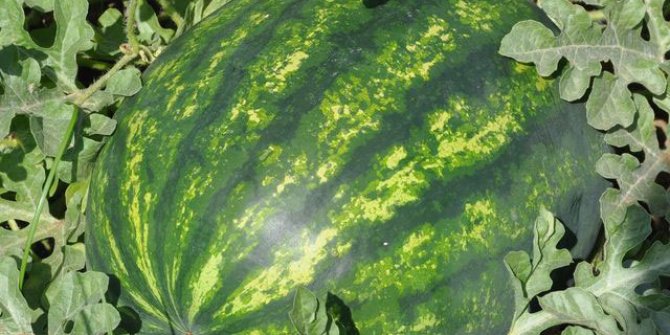 Karpuz nedir? Karpuz çeşitleri nelerdir? Karpuz çeşitlerinin özellikleri, yetiştirilmesi, hakkında bilgi.
