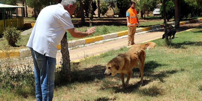 Sokak köpeği 'Moniş' şefkat eliyle hayata tutundu