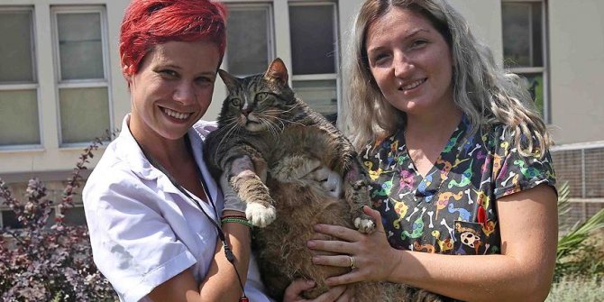 19 kiloluk kedi veteriner gözetiminde zayıflayacak