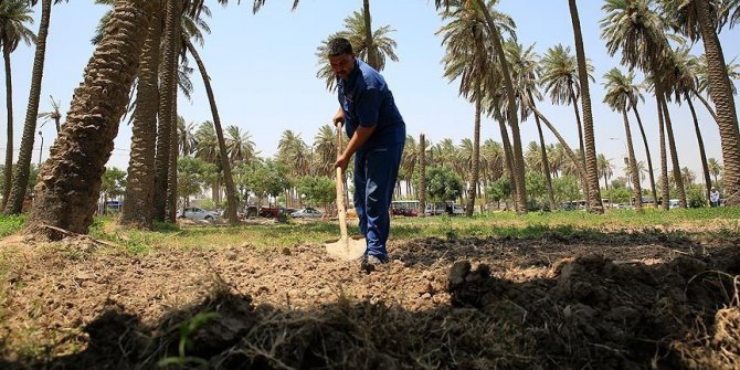 Kuraklık 'iki nehir ülkesi' Irak'ta tarımı bitirmek üzere