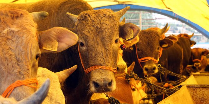 Yakacık’ta kurban pazara çıktı