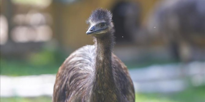 Doğa parkındaki emulara özel ilgi