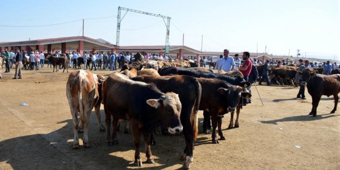 Teşvikler hayvan varlığını artırdı