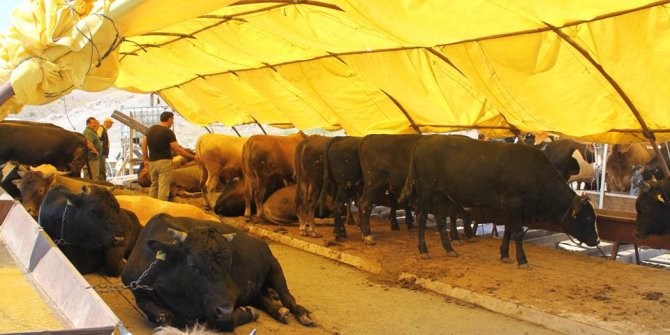 Pursaklar Belediyesi yaklaşan Kurban Bayramı öncesi kurban satış yerini hazırladı