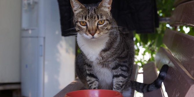 Kedi Hürrem tedavi edildiği taksi durağının maskotu oldu