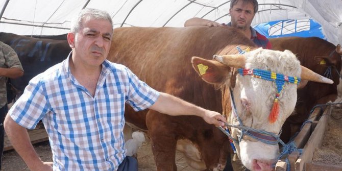 Kurban pazarının 'Şampiyonu'
