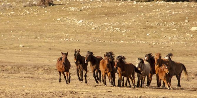 Eynif Ovası'nın yılkı atları belgesele konu oldu