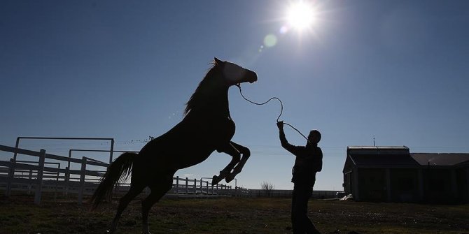 TİGEM'in koşu taylarına para aktı