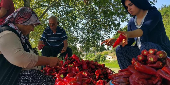 Biber salçasının sofraya zahmetli yolculuğu