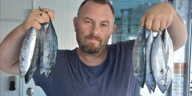 Sezonun ilk palamutları tezgahlardaki yerini aldı