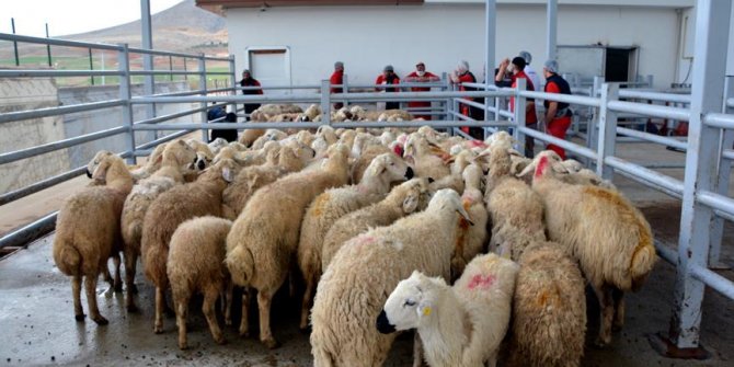 'Yaz aylarında kurban kesimi bir saati geçmemeli'