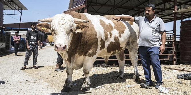 40 bin liraya satışa sunulan boğa alıcısını bekliyor