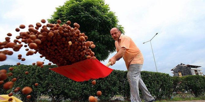 Karadeniz'in kaldırımları fındıkla renklendi