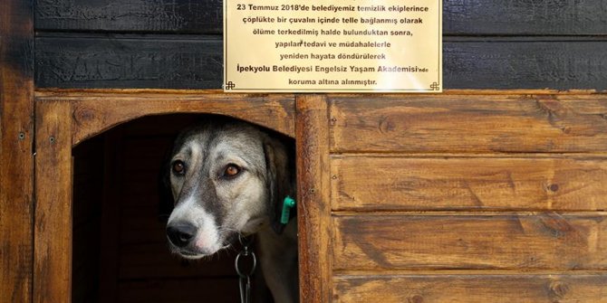 İşkence gören köpek engellilerin 'Dost'u oldu