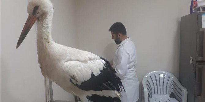 Mehmetçik'in Afrin'de bulduğu hasta leylek tedavi edilecek