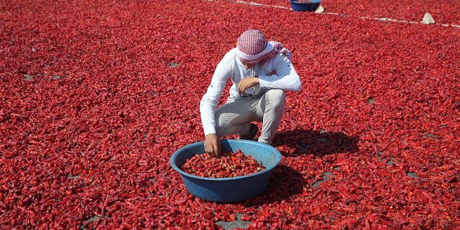 Kavurucu sıcaklar isota lezzet katıyor