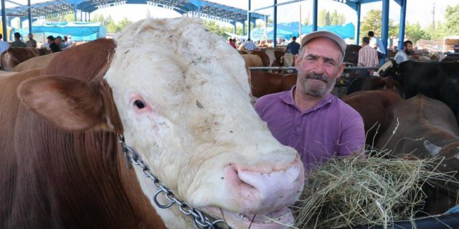 1,3 tonluk boğa 'Paşa' sahibini bekliyor