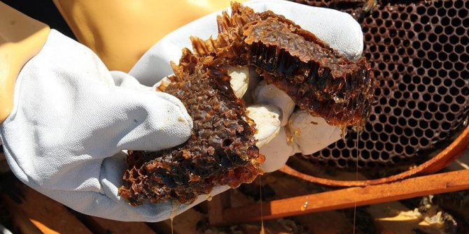 Toros Dağları'nın kadın arıcıları bal mesaisine hazır