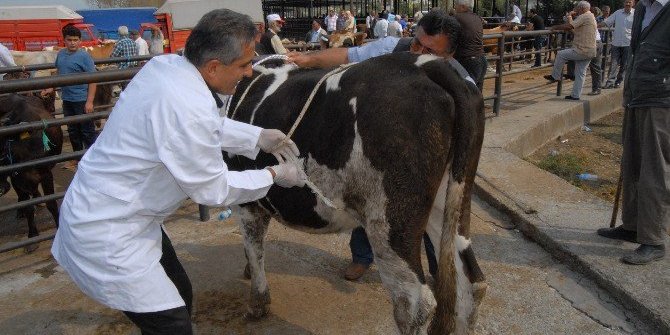 Veteriner hekimler iş başında