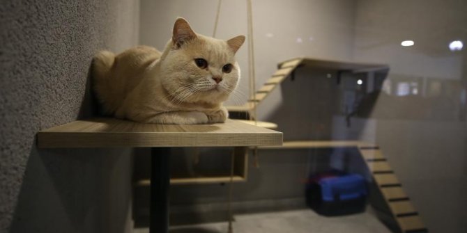 'Lüks odalı' kedi oteli bayramda dolu