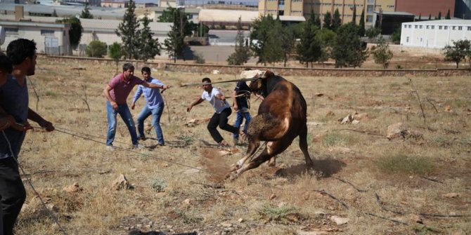 Kaçan kurbanlıklar zor anlar yaşattı