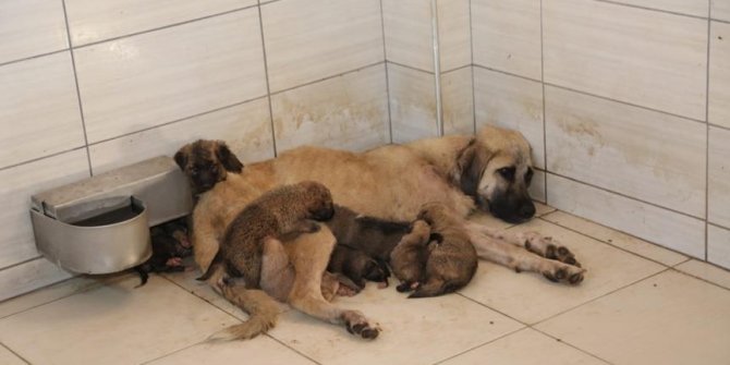 Sokağa terk edilen 4 yavru köpeğe başka bir köpek "annelik" yaptı